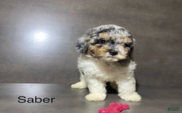 Miniature Poodle dogs for sale: Saber - Image 1