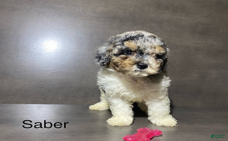 Miniature Poodle dogs for sale - Ad 2