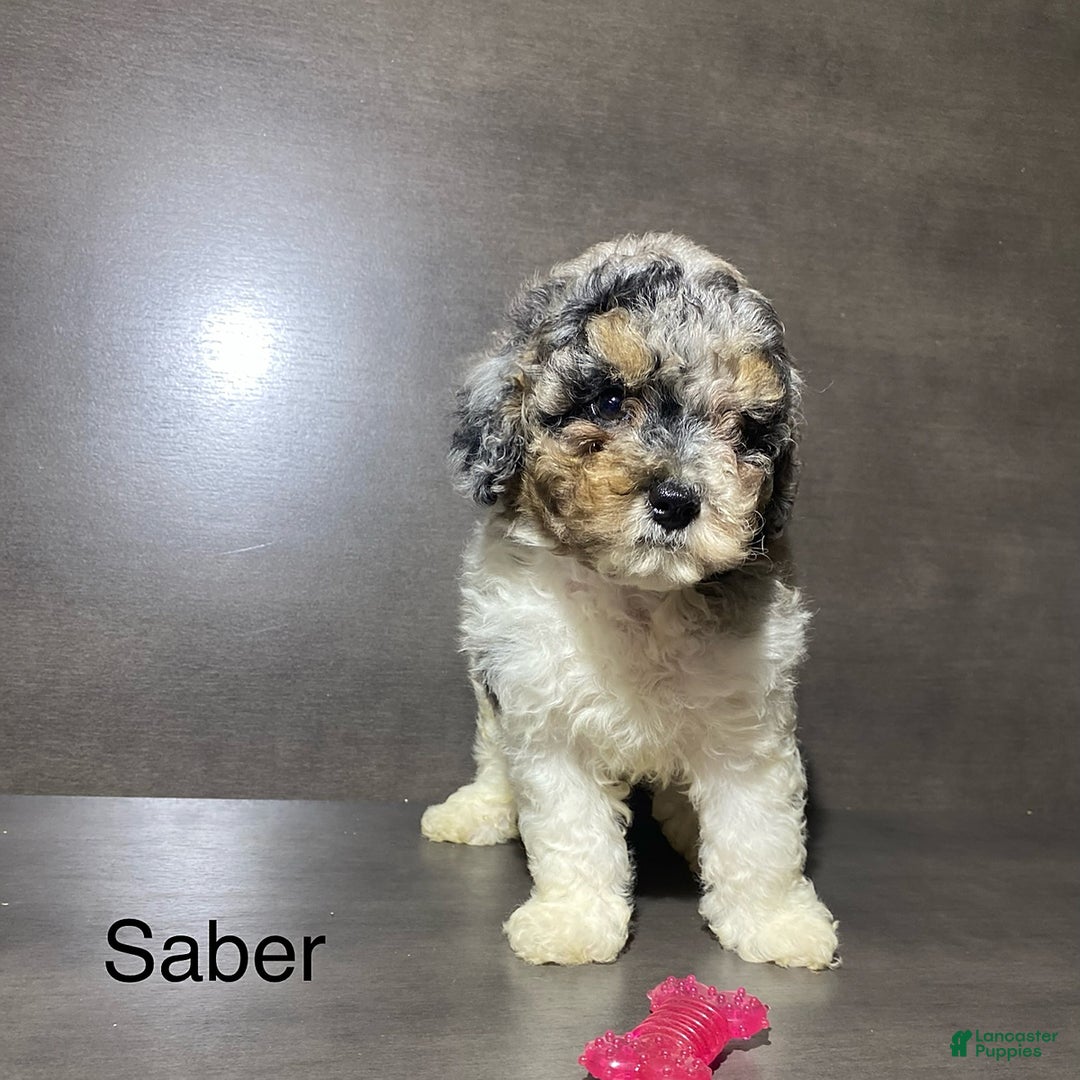 Miniature Poodle dogs for sale: Saber - Image 1