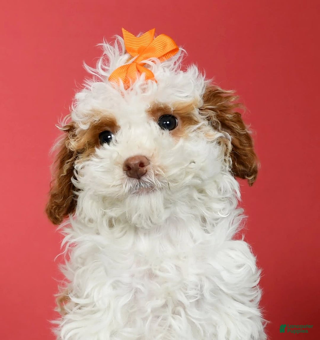Miniature Poodle dogs for sale: Azalea - Image 2