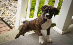 Boxer dogs for sale: Tori - Image 3
