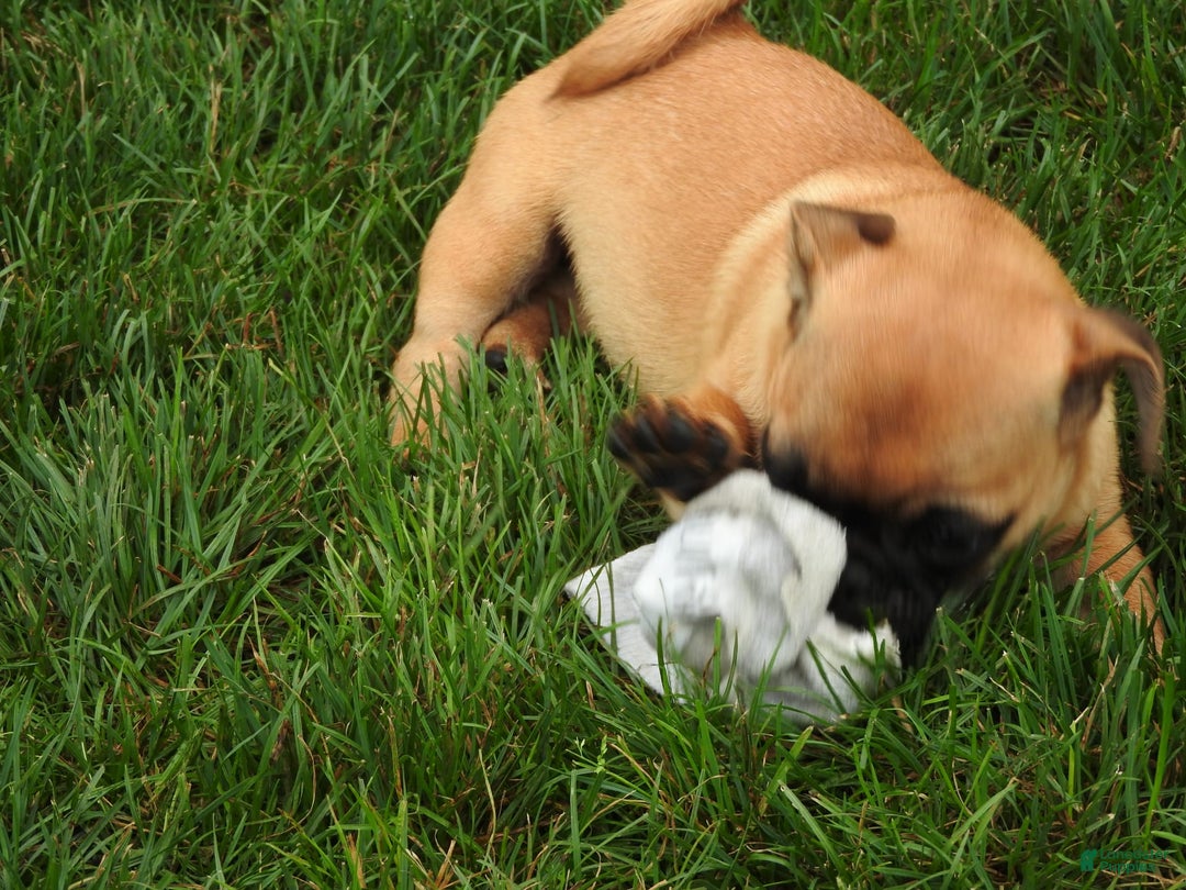 Jug dogs for sale: Riley - Image 1