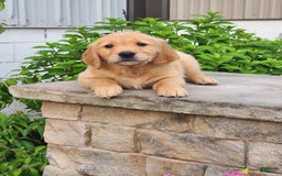 Golden Retriever dogs for sale: Drew - Image 1