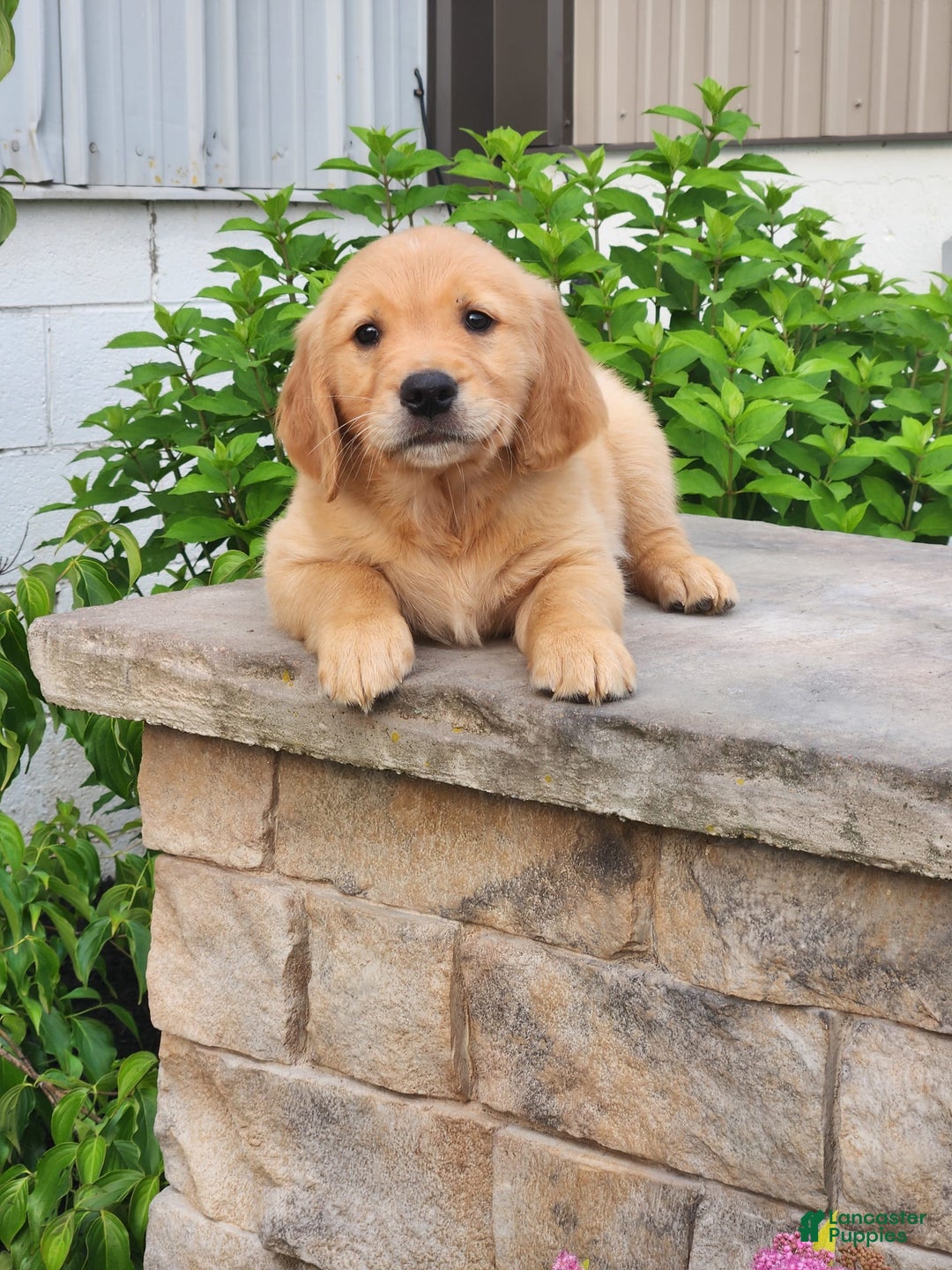 Golden Retriever dogs for sale: Drew - Image 1
