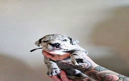 Great Dane dogs for sale: Purple Collar - Image 2
