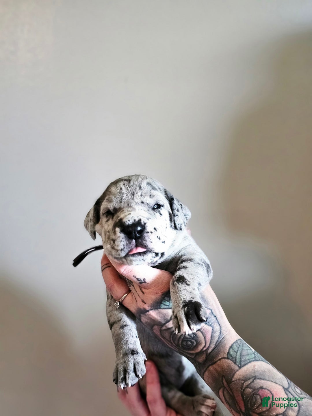 Great Dane dogs for sale: Purple Collar - Image 2