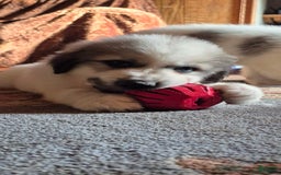 Great Pyrenees dogs for sale: Red - Image 6