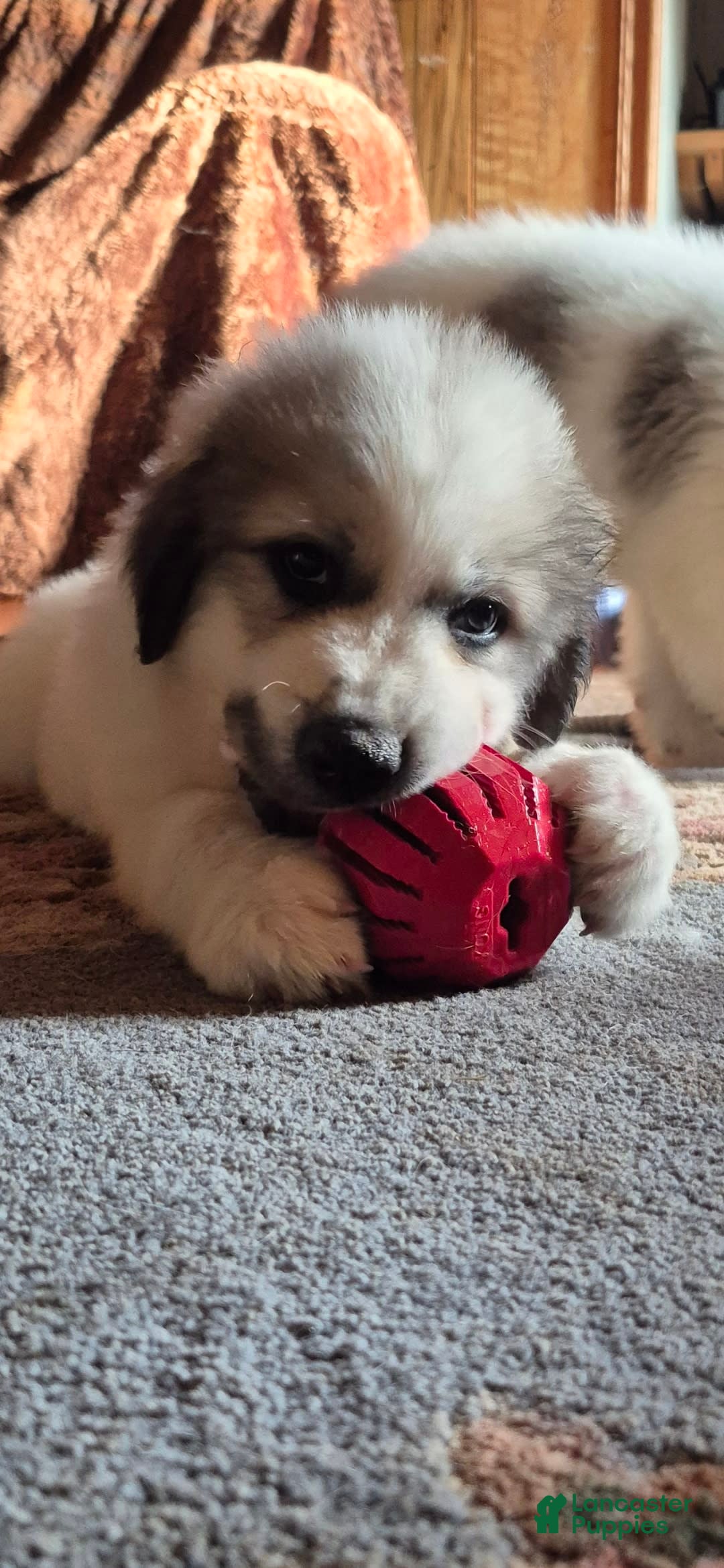 Great Pyrenees dogs for sale: Red - Image 6