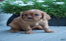 Cavalier King Charles Spaniel dogs for sale: Daisy - Image 6
