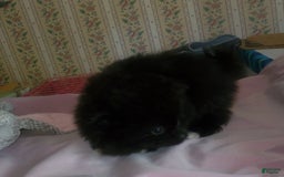 Pomeranian dogs for sale: Butterball - Image 20