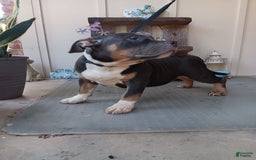 American Bully dogs for sale: Rose Col - Image 2