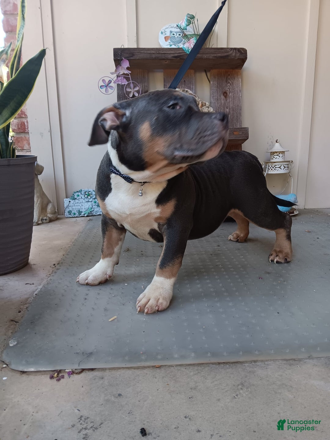 American Bully dogs for sale: Rose Col - Image 2