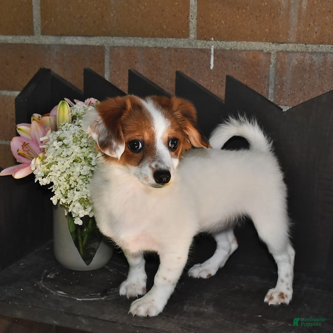 Havanese dogs for sale: Bessy - Image 21