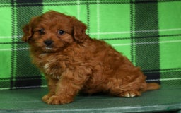 Cavapoo dogs for sale: Tinker - Image 3
