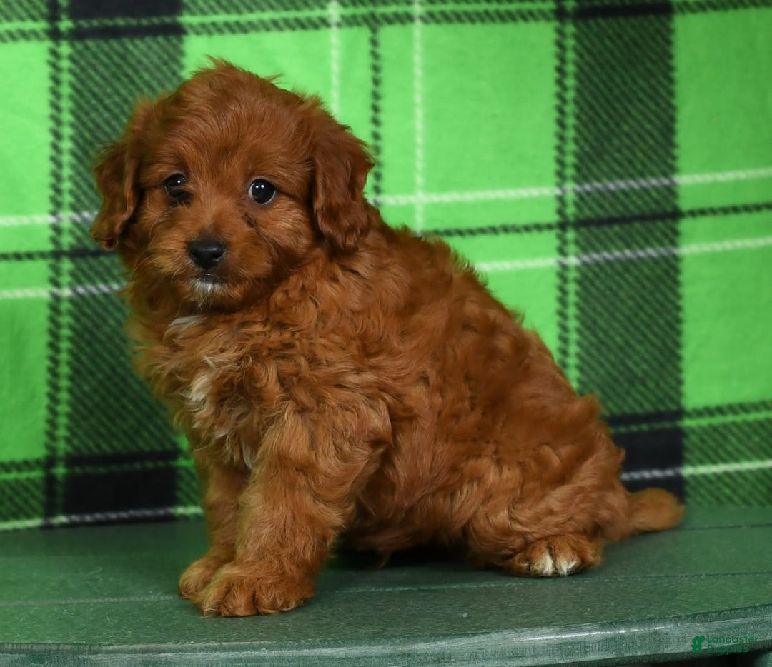Cavapoo dogs for sale: Tinker - Image 3