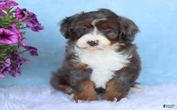 Mini Bernedoodle dogs for sale: Sophie - Image 6
