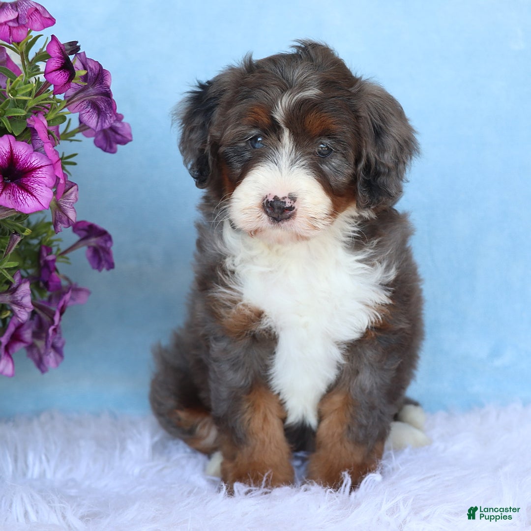 Mini Bernedoodle dogs for sale: Sophie - Image 6