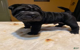 Shar Pei dogs for sale: Armani Squishy-face - Image 8
