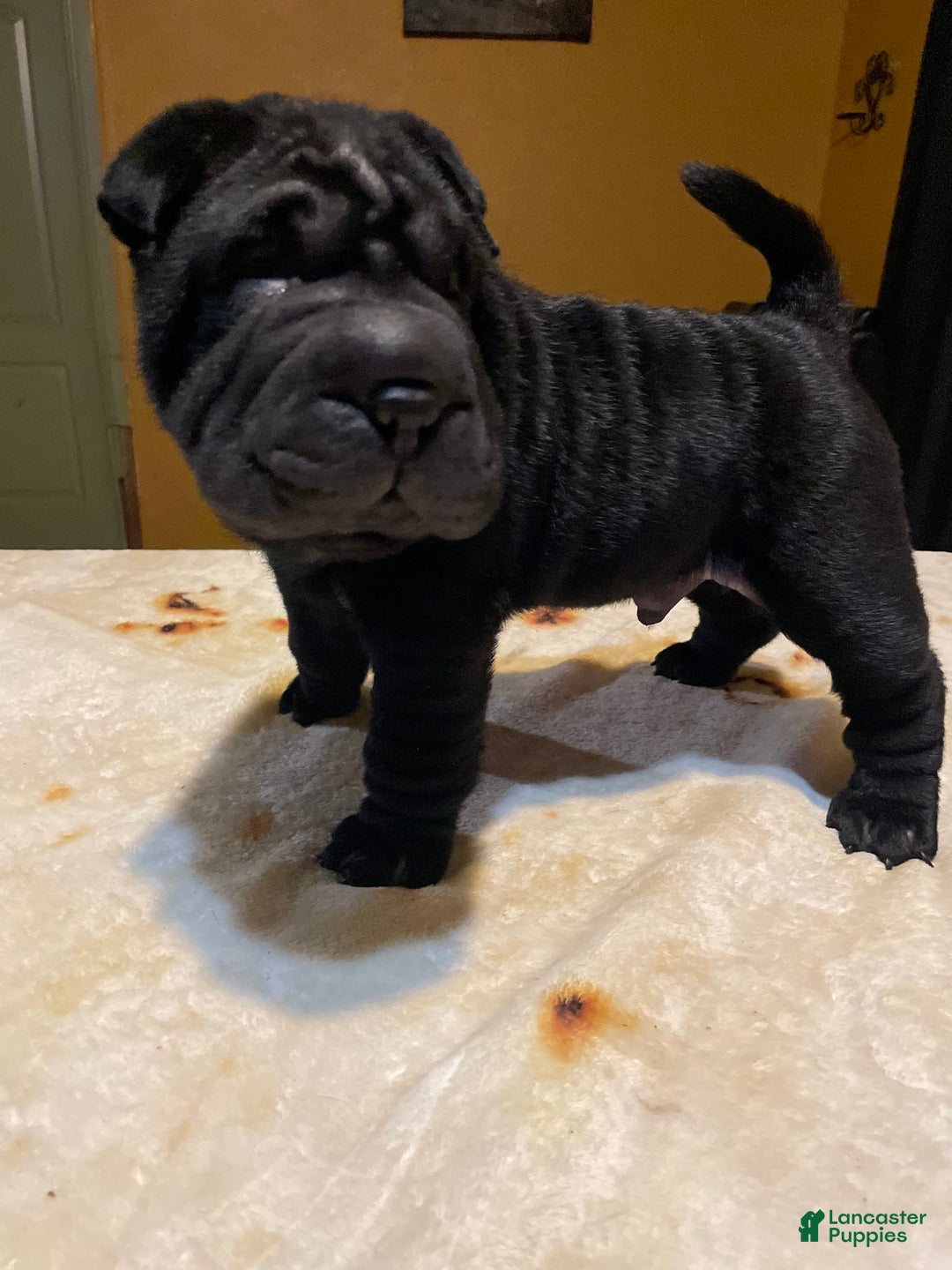 Shar Pei dogs for sale: Armani Squishy-face - Image 8