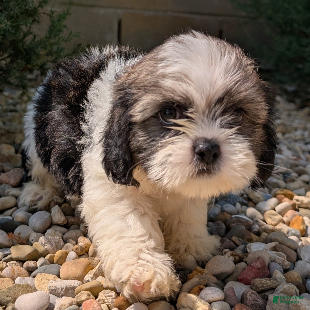 Lhasa Apso dogs for sale: Kodiak - Image 5