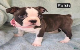 Boston Terrier dogs for sale: Faith - Image 3