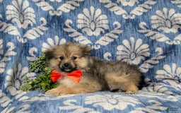 Pomeranian dogs for sale: Ellison - Image 8