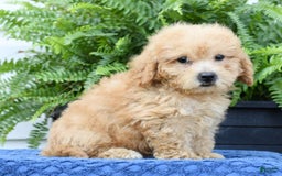 Bichpoo dogs for sale: Denver - Image 2