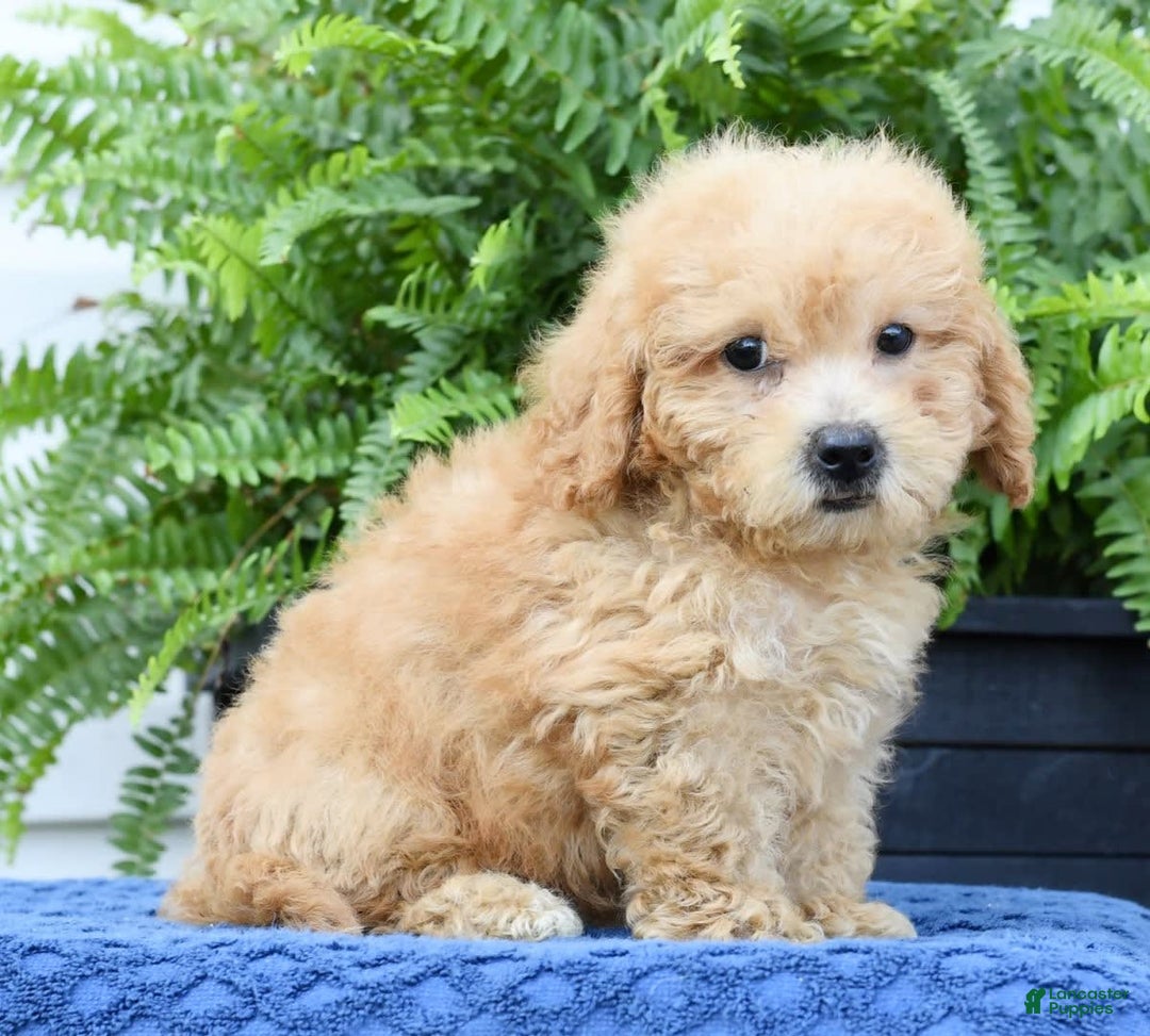 Bichpoo dogs for sale: Denver - Image 2