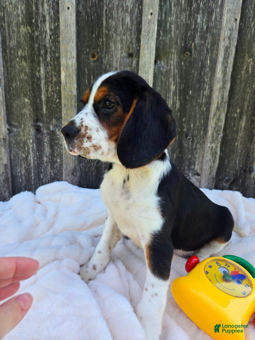 Beaglier dogs for sale: Oscar - Image 3