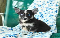 Pomsky dogs for sale: Montgomery - Image 4