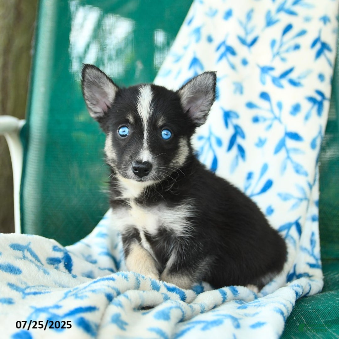 Pomsky dogs for sale: Montgomery - Image 4