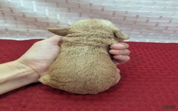 Cockapoo dogs for sale: Kurt - Image 10