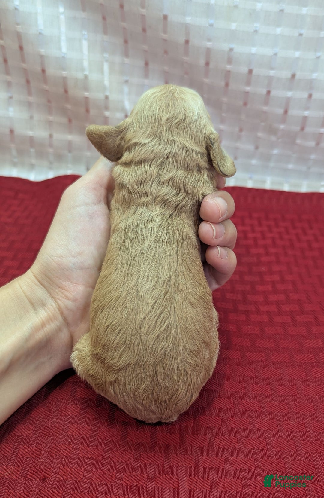 Cockapoo dogs for sale: Kurt - Image 10