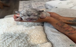 French Bulldog dogs for sale: Hero - Image 6