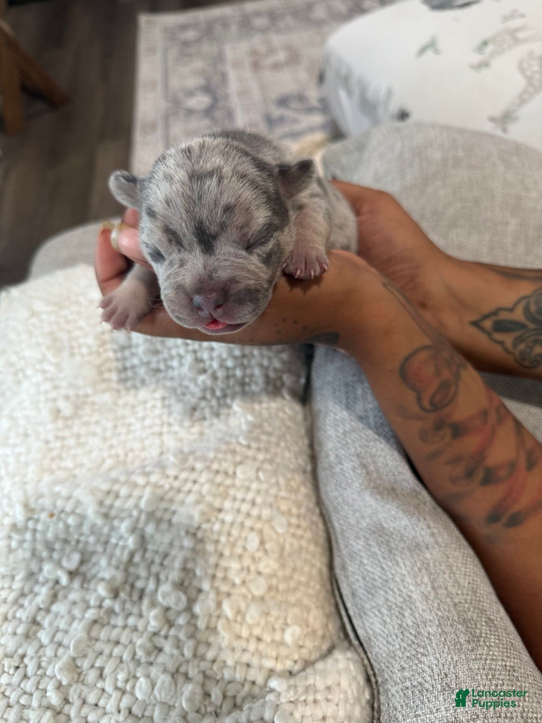 French Bulldog dogs for sale: Hero - Image 6