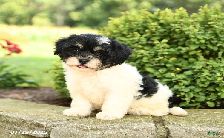 Havapoo dogs for sale - Ad 5