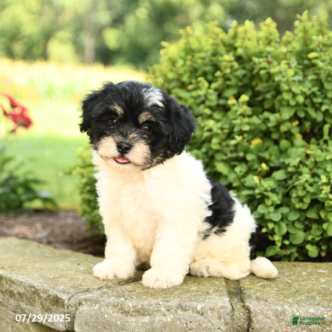 Havapoo dogs for sale: Liam - Image 1