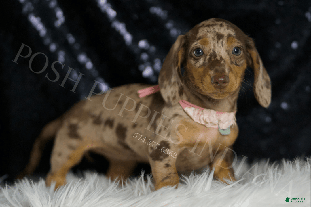 Miniature Dachshund dogs for sale: Gypsy - Image 5