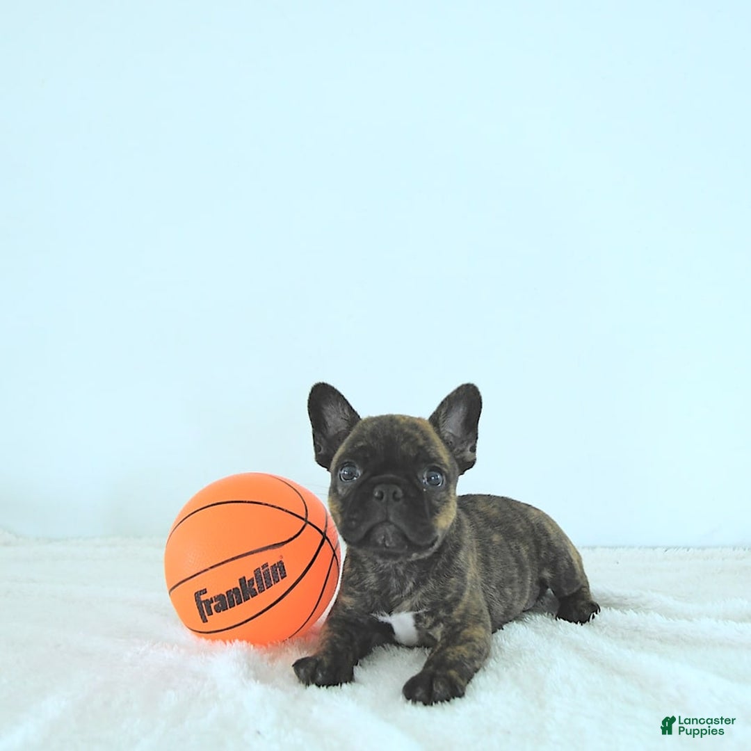 Frenchton dogs for sale: Zeke - Image 3