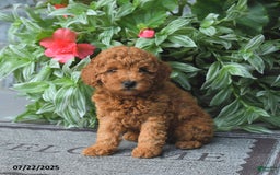 Miniature Poodle dogs for sale: Dolly - Image 4