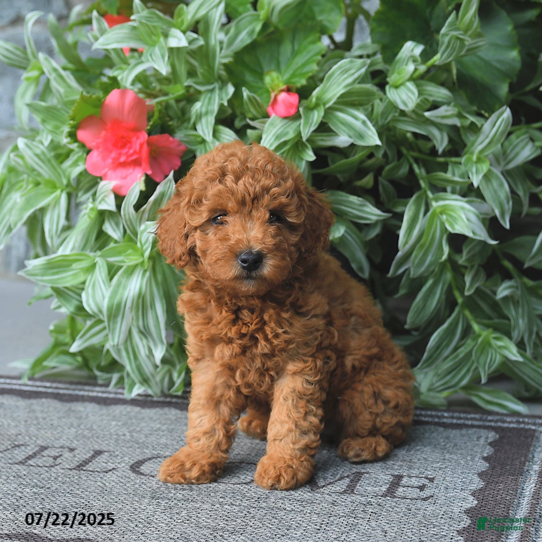 Miniature Poodle dogs for sale: Dolly - Image 4