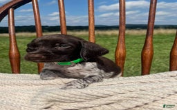 German Shorthaired Pointer dogs for sale: Rowdy - Image 3