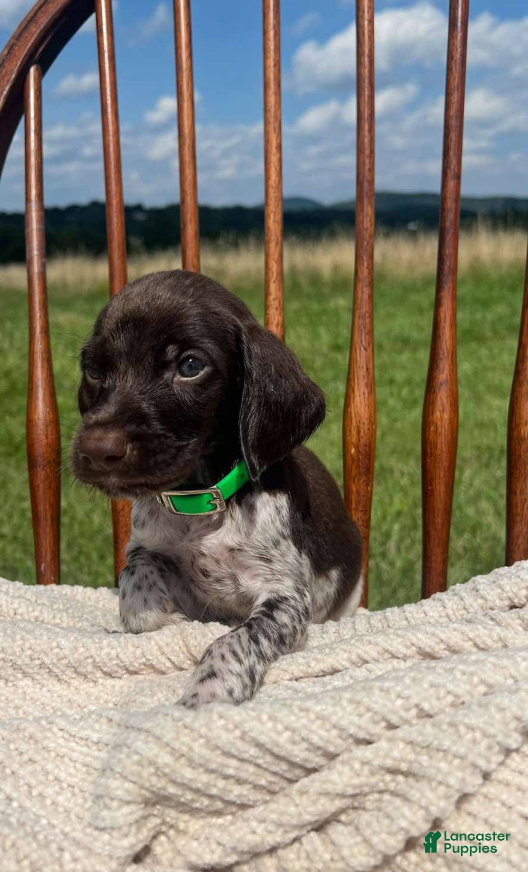 German Shorthaired Pointer dogs for sale: Rowdy - Image 3