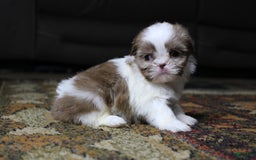 Shih Tzu dogs for sale: Peanut - Image 3