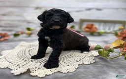 Standard Poodle dogs for sale: Gypsy - Image 9