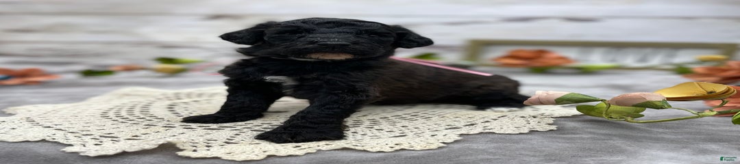 Gypsy