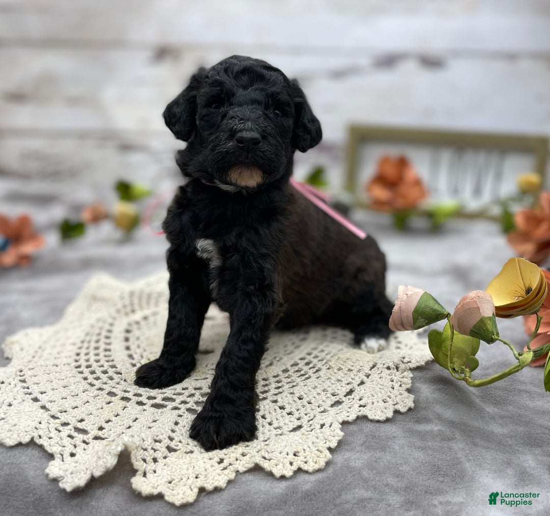 Standard Poodle dogs for sale: Gypsy - Image 9
