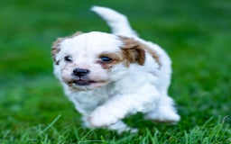 Cavapoo dogs for sale: Daisy - Image 3