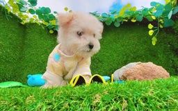 Maltipoo dogs for sale: Cookie - Image 5