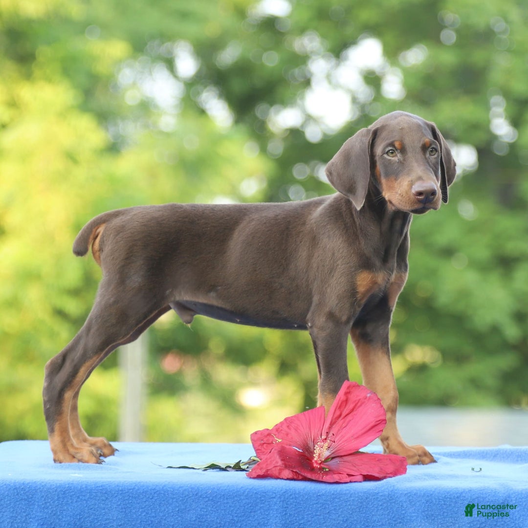 Doberman Pinscher dogs for sale: Ranger - Image 3